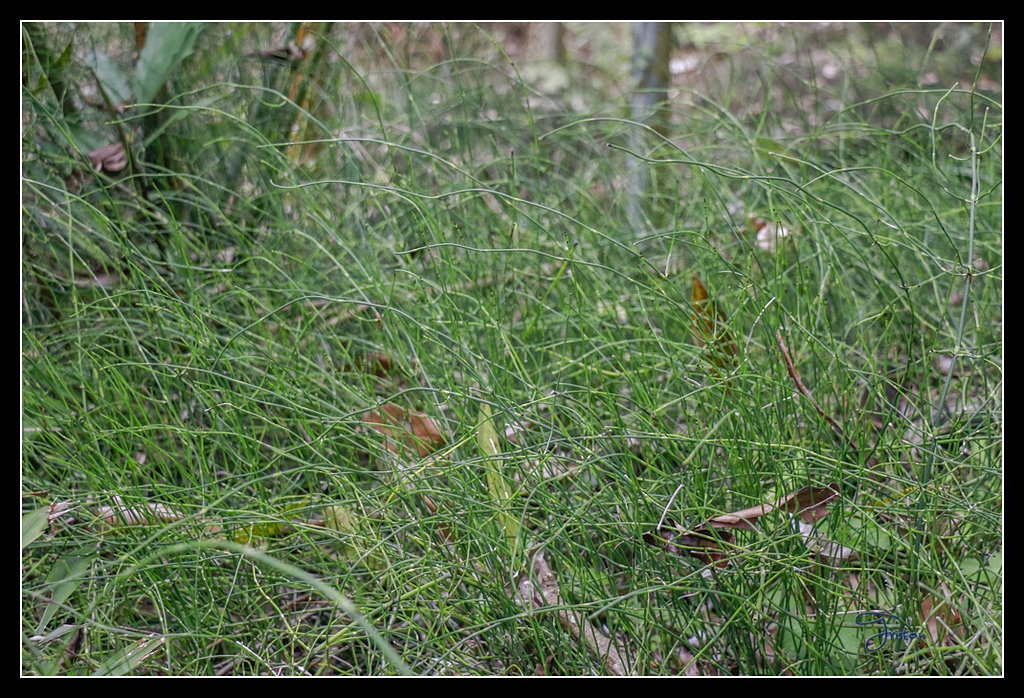 _MG_0145.jpg - 20170429 關仔嶺雞籠山