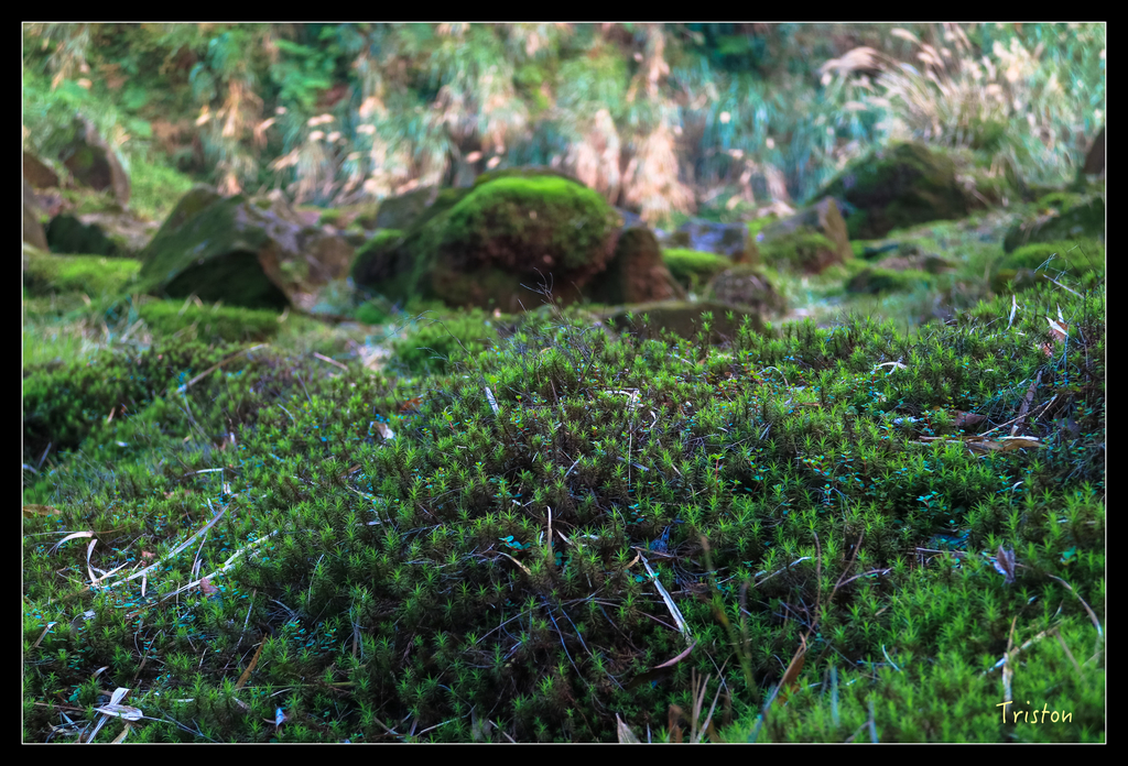 IMG_0441.jpg - 20151107 富士坪古道