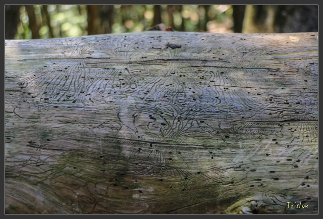 IMG_0581.jpg - 20151219 鳶嘴稍來山、小雪山林道