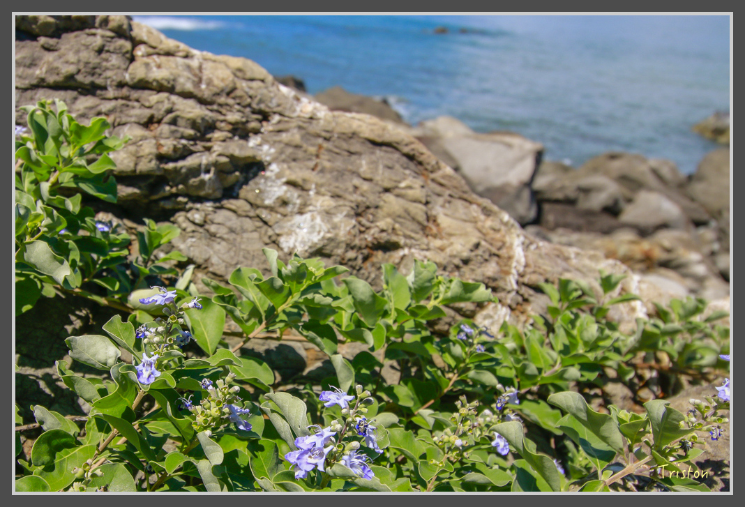 _MG_8478.jpg - 20160618 阿朗壹古道