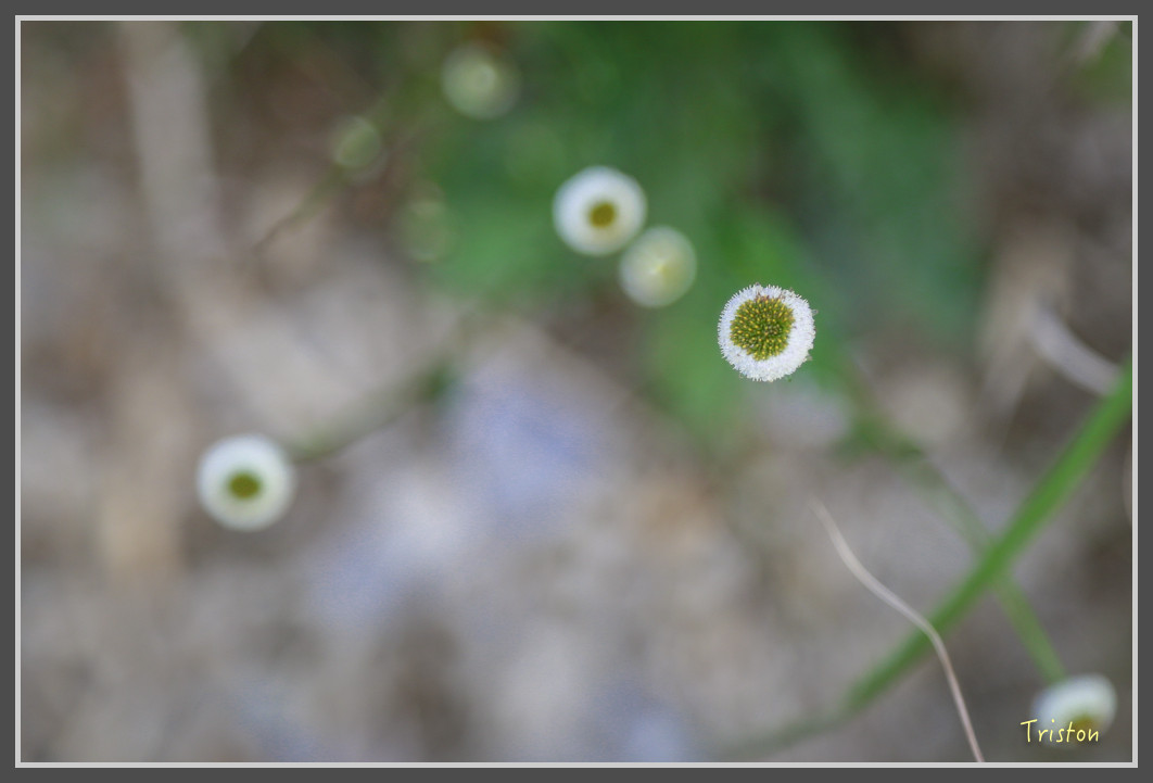 JH1A0168.jpg - 20160806 小奇萊步道、清境國小