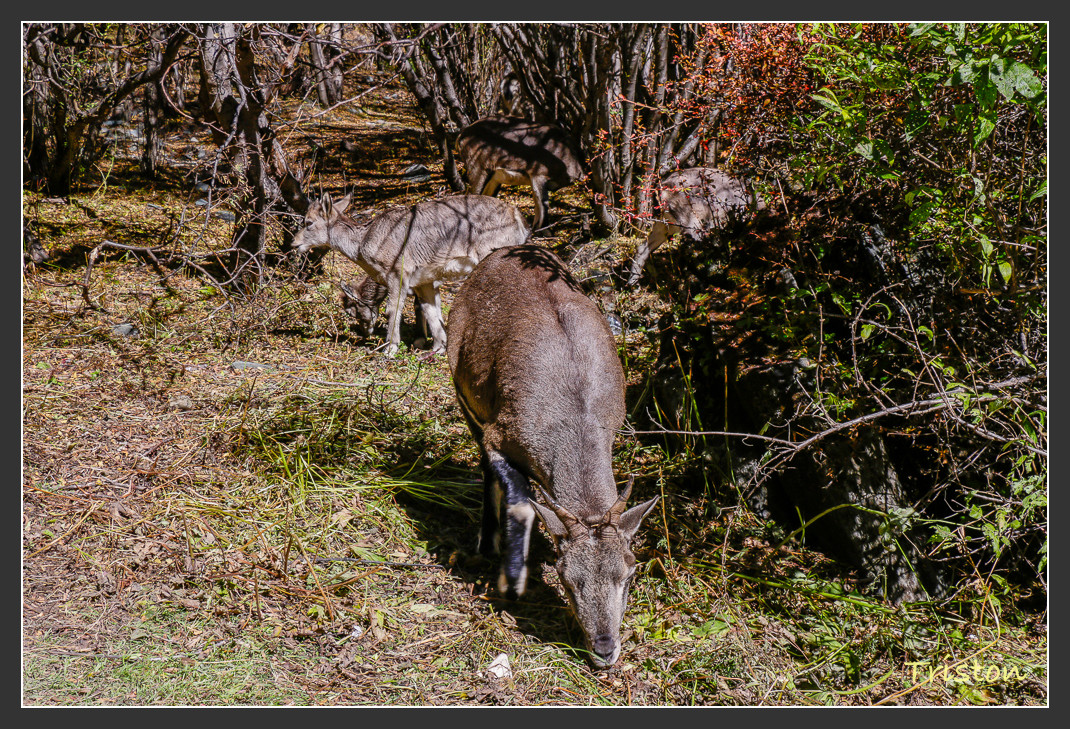 _MG_1883.jpg - 20161013 稻城亞丁
