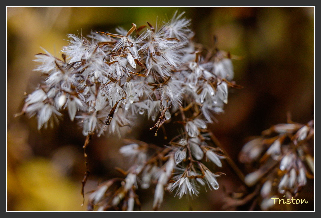 _MG_2641.jpg - 20161013 稻城亞丁