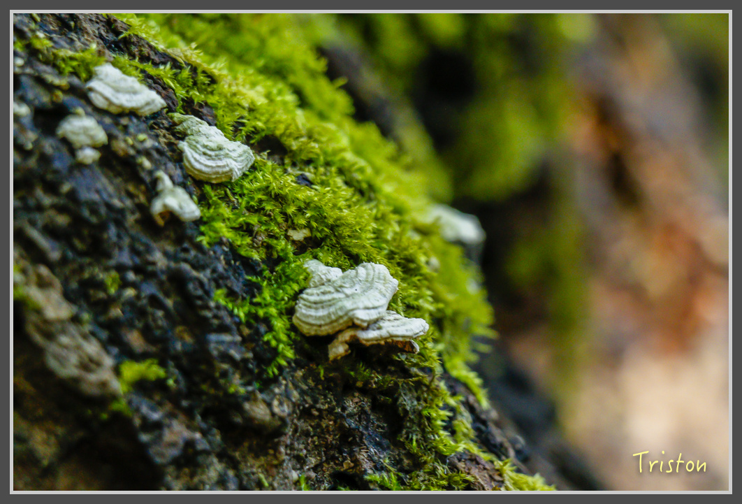 _MG_0374.jpg - 20161203 鎮西堡