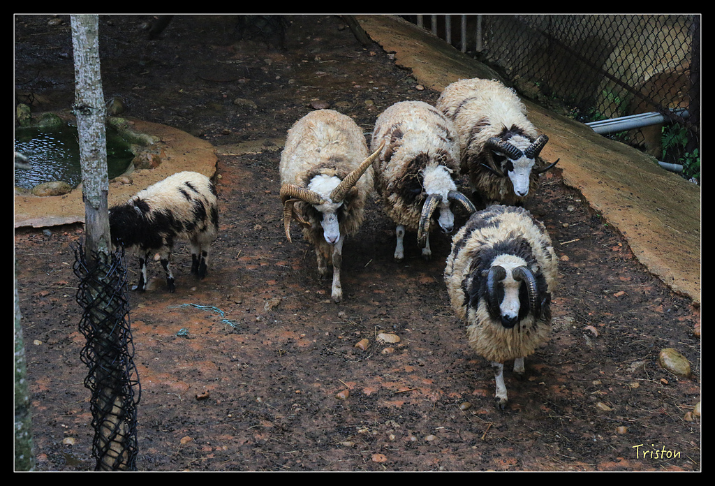 IMG_8115.jpg - 20150717 台北兒童新樂園 六福村