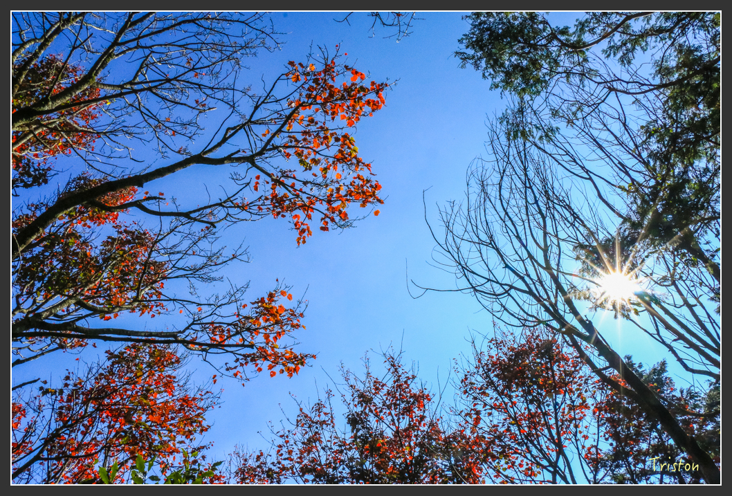 IMG_0636.jpg - 20151219 鳶嘴稍來山、小雪山林道