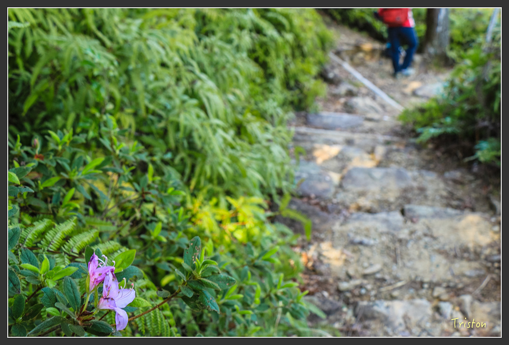 IMG_5176.jpg - 20160323 日本熊野古道健行