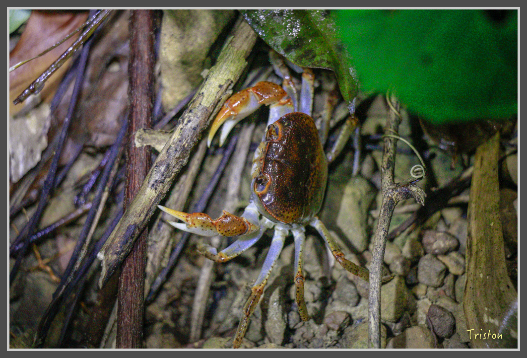 _MG_9280.jpg - 20160717 峰老師夜觀