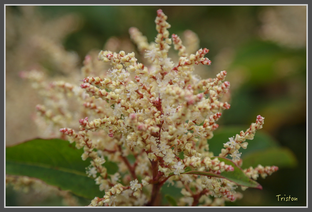 JH1A0129.jpg - 20160806 小奇萊步道、清境國小