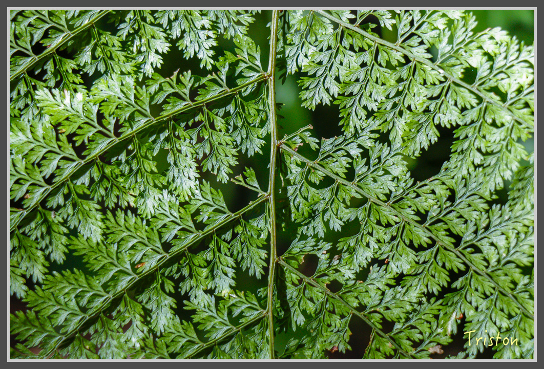 _MG_0406.jpg - 20161203 鎮西堡