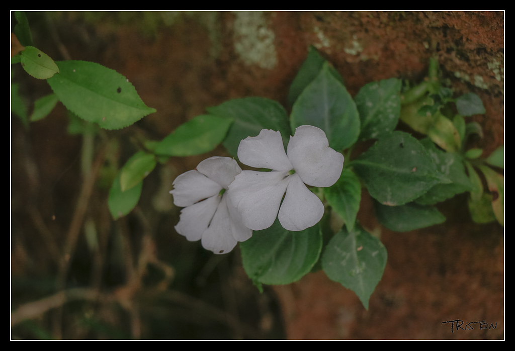 _MG_0004.jpg - 20170529 關仔嶺大凍山