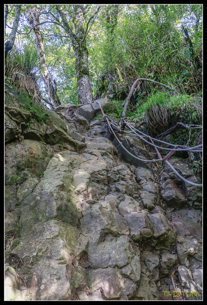 _MG_0344.jpg - 20170723 水漾森林