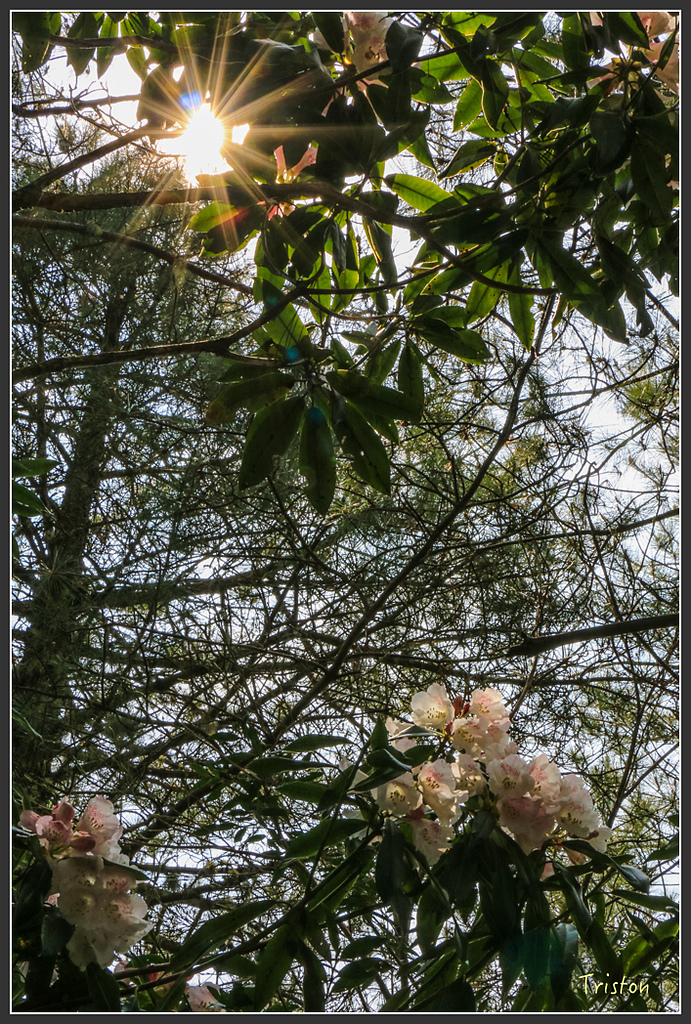 IMG_6237.jpg - 20160402 鹿林麟趾東埔山