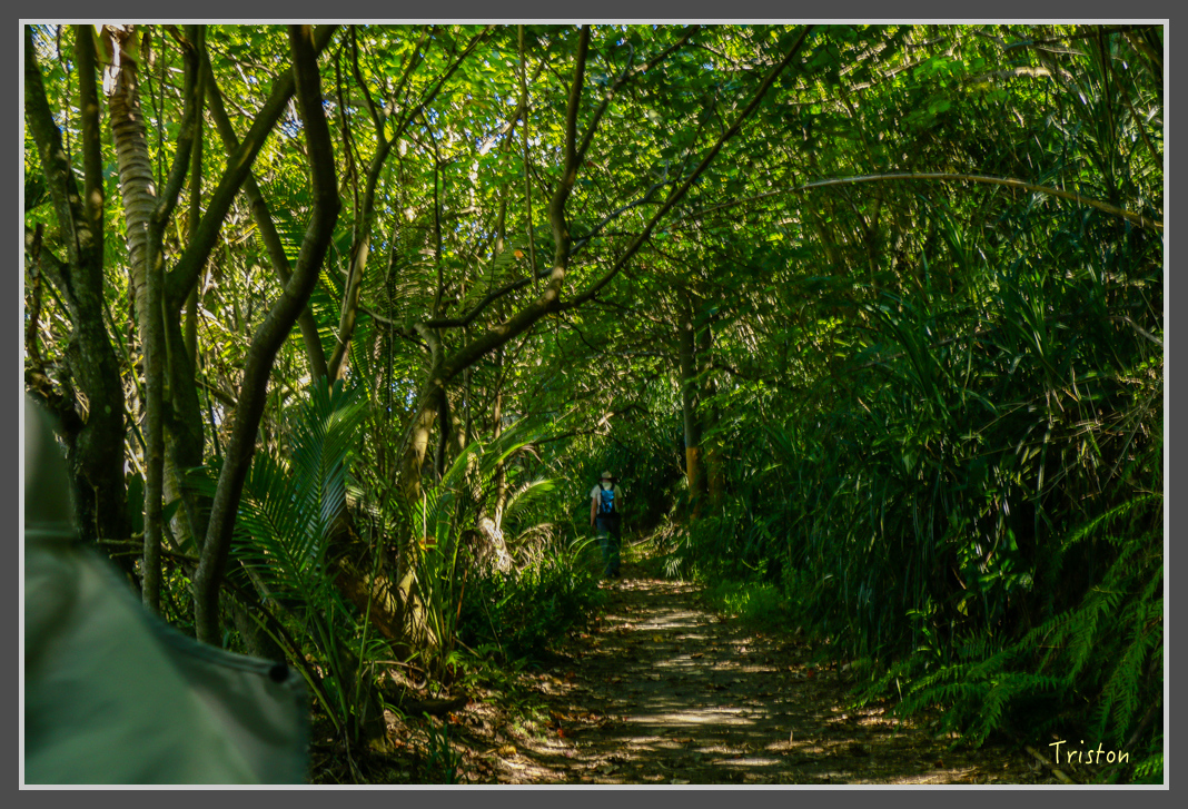 _MG_8518.jpg - 20160618 阿朗壹古道