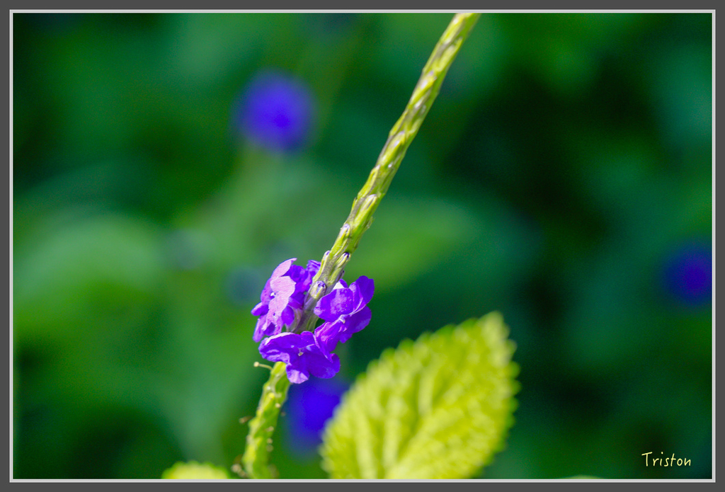 IMG-424.jpg - 20160821 中橫花東之旅