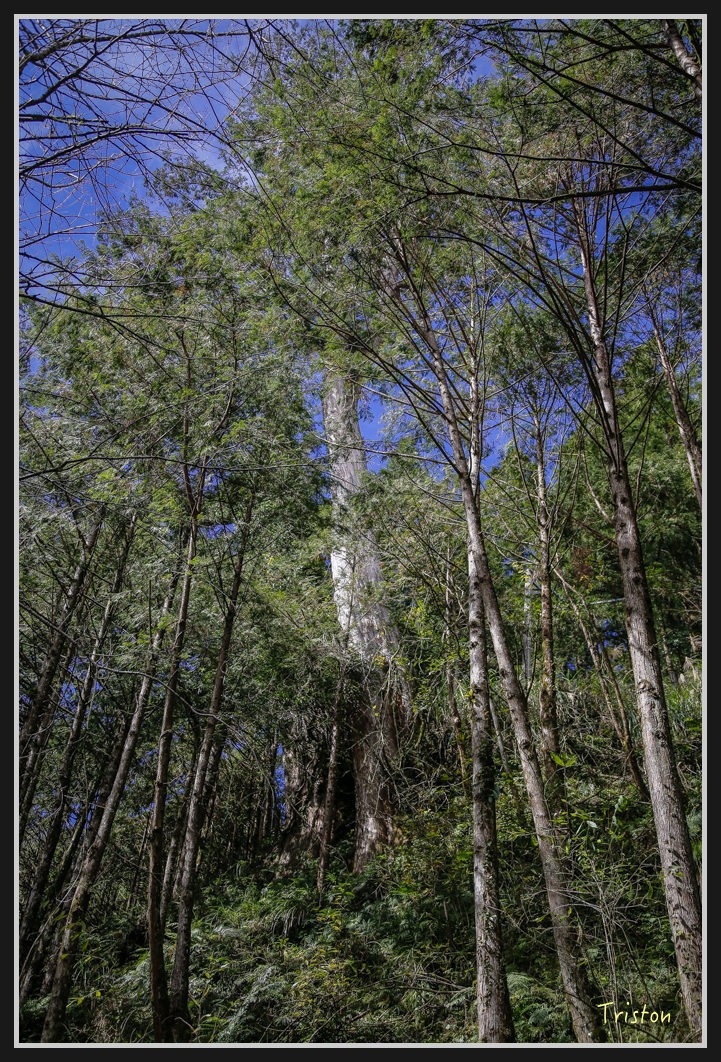 0071.jpg - 20161231 明池 神木園