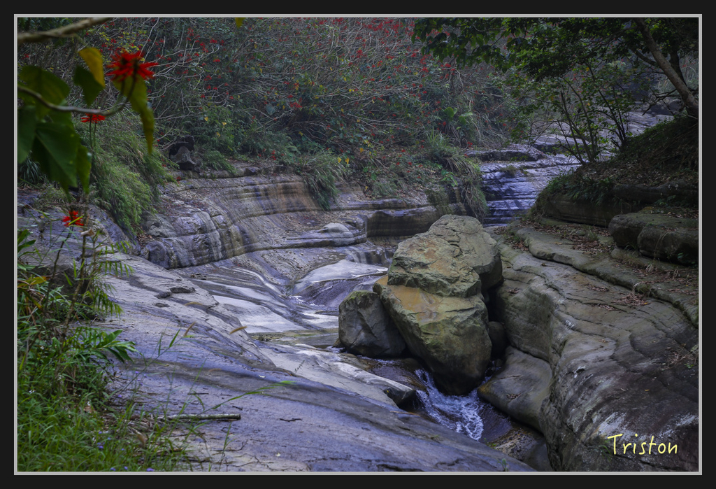 _H1A2451.jpg - 20170311 草嶺