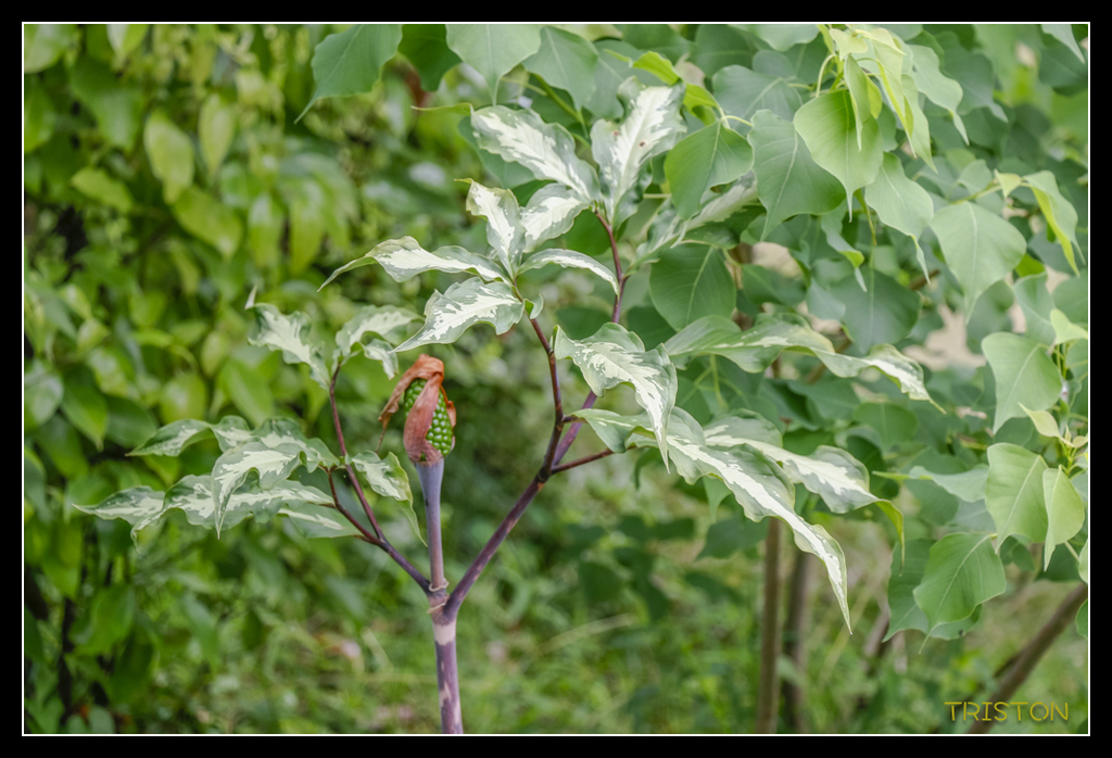 _MG_0893.jpg - 20170702 靜岡東海道之旅