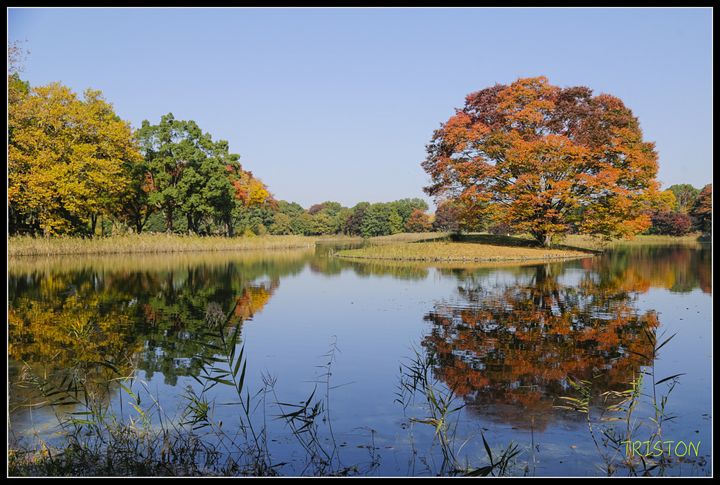 _H1A1627.jpg - 20171103 日本只見線、會津若松五色沼、昭和記念公園賞紅葉
