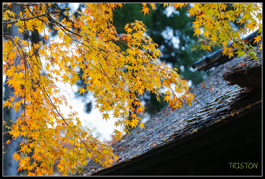 _H1A0974.jpg - 20171103 日本只見線、會津若松五色沼、昭和記念公園賞紅葉