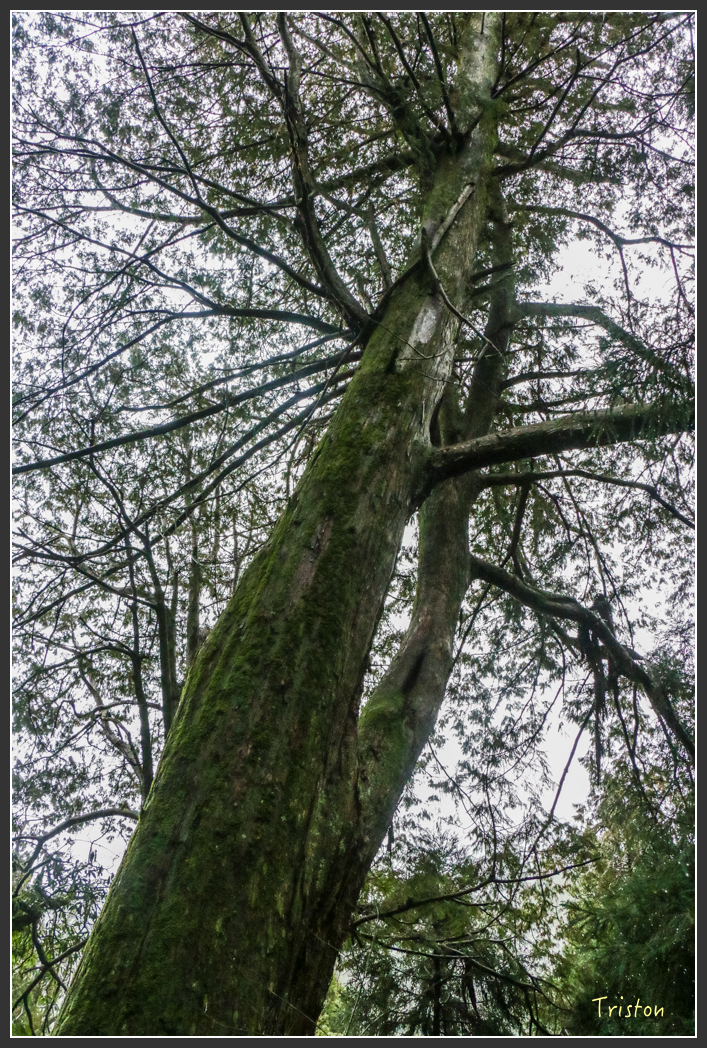 IMG_3309.jpg - 20160227 觀霧森林步道