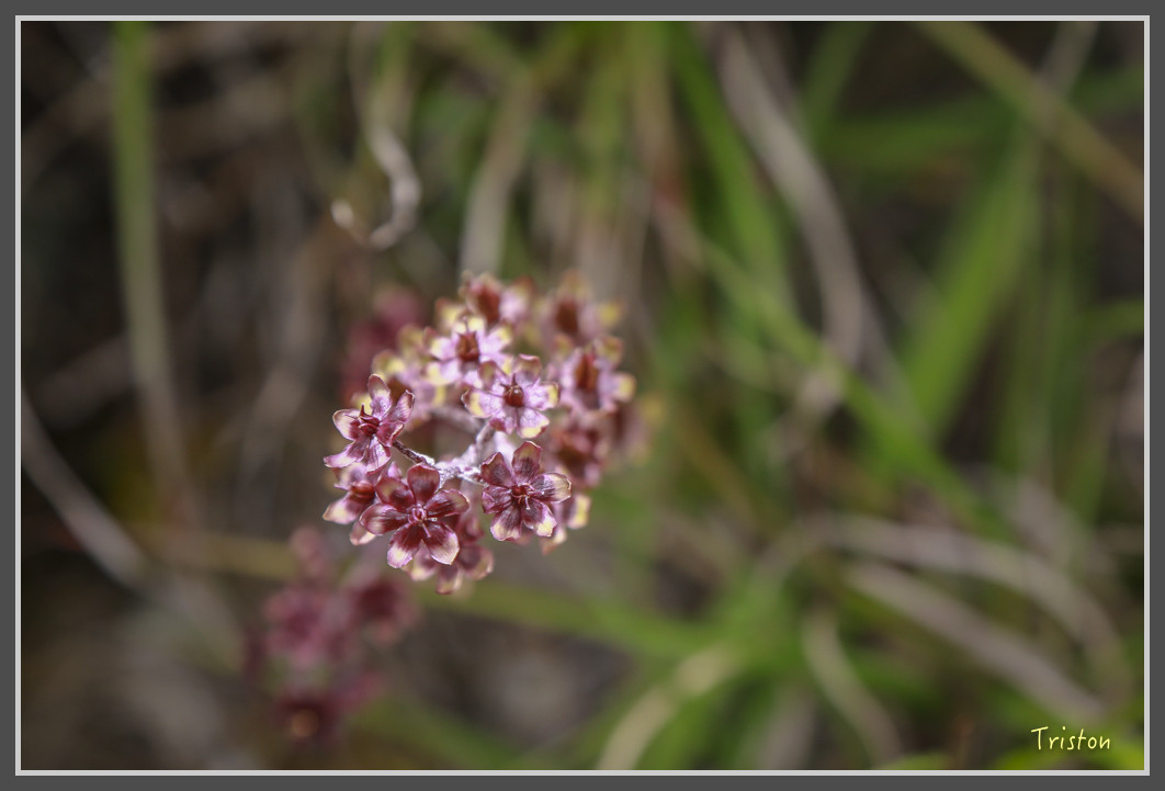 JH1A0173.jpg - 20160806 小奇萊步道、清境國小