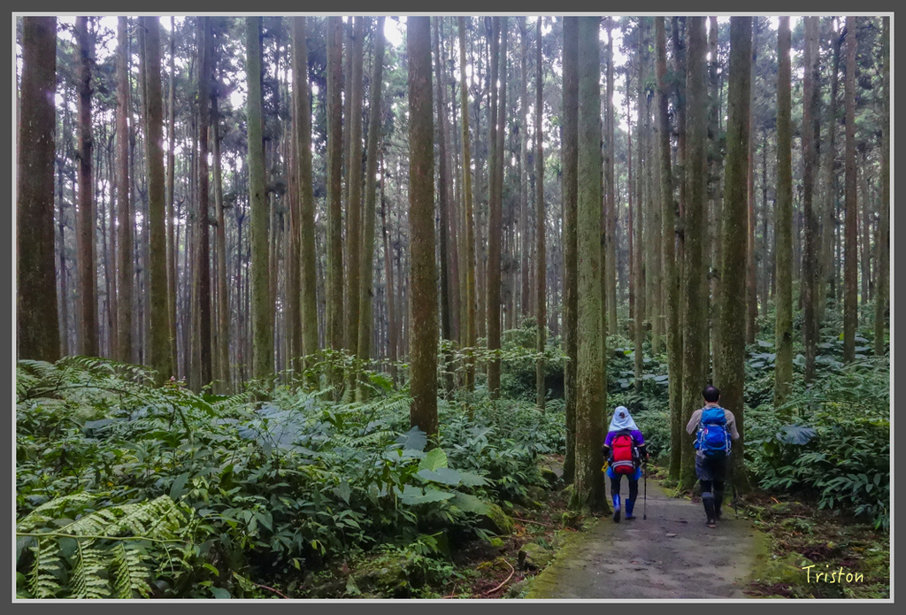 DSC00833.jpg - 20160924 溪頭台寅山