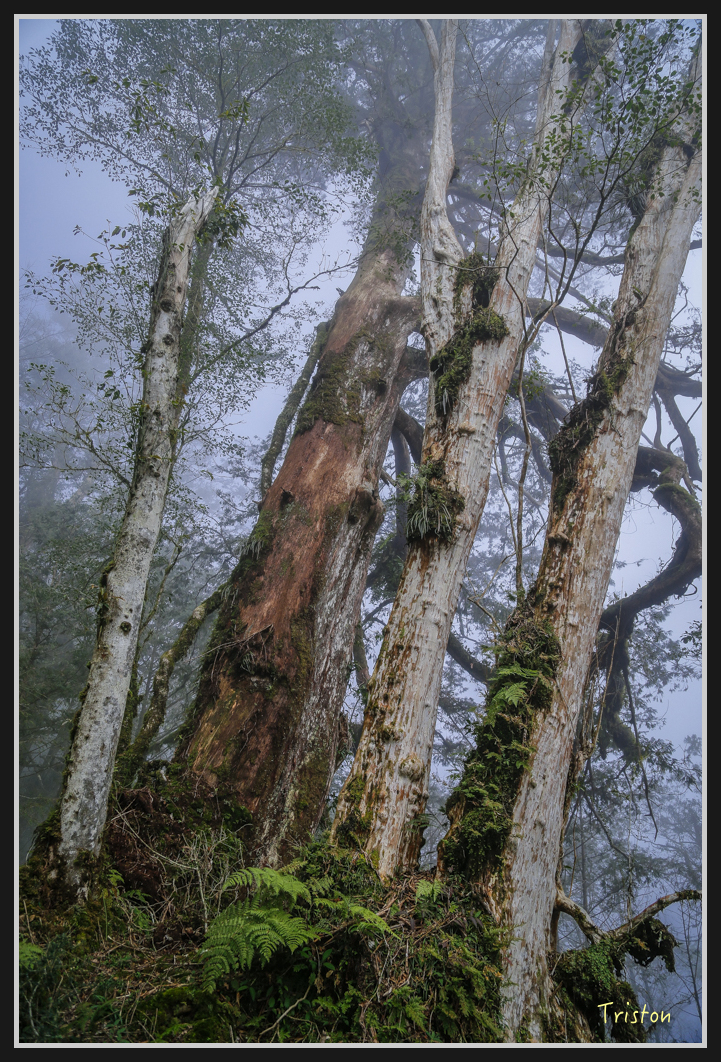 00140.jpg - 20161231 明池 神木園