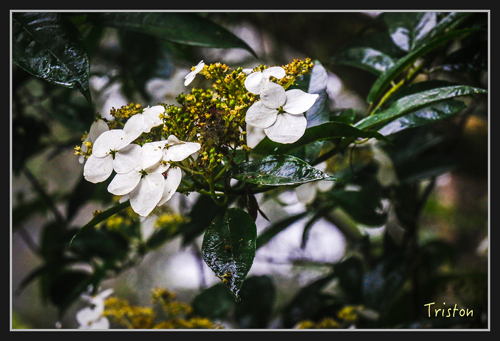 2017-02-27 10.03.53 下午 _MG_0487.jpg - 20170225 玉里瓦拉米