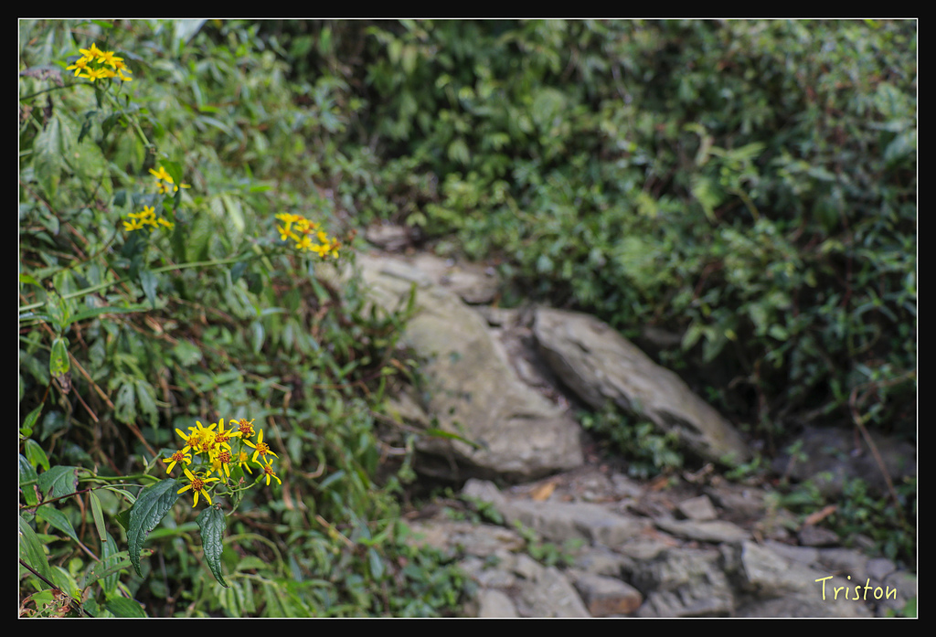 _MG_1047.jpg - 20180127 日湯真山