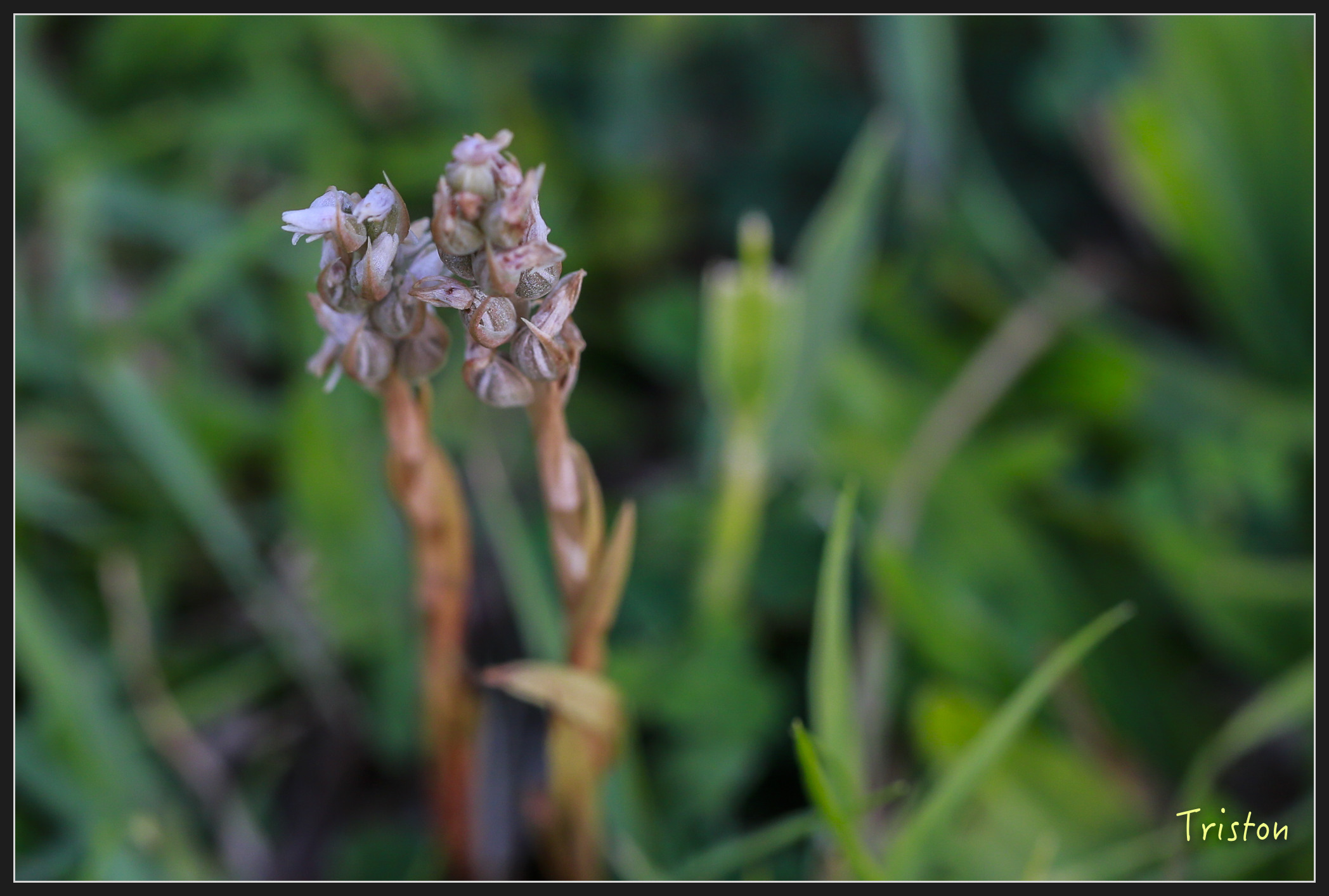 _h1a2204_39945690485_x.jpg - 20180316 巴克禮公園 綬草