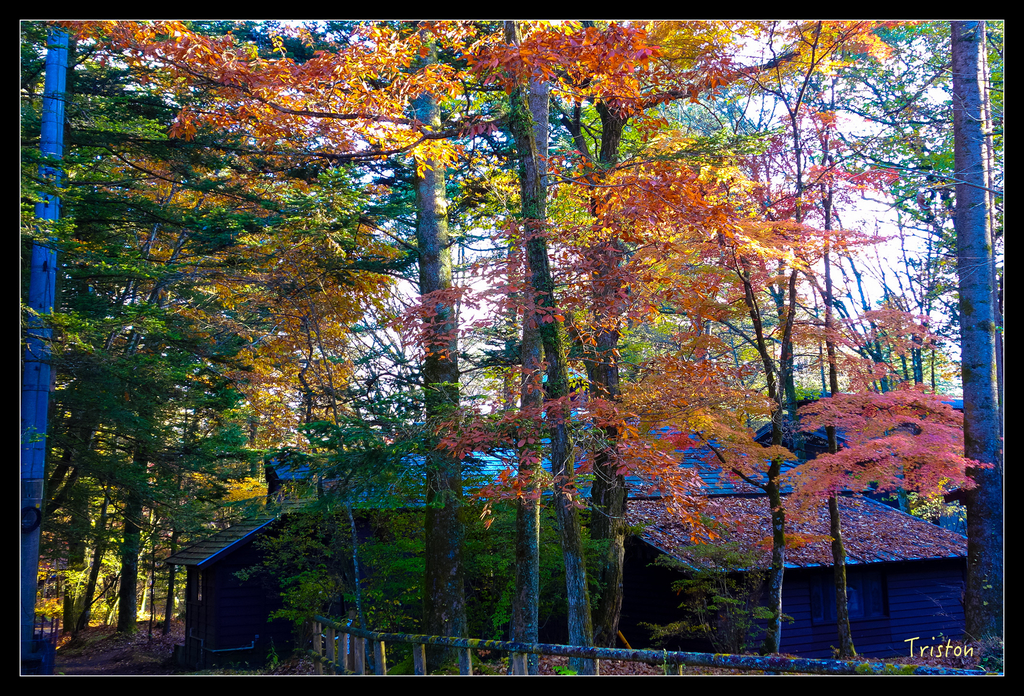 DSC00443.jpg - 20151031 秋天的童話-貴婦東京輕井澤紀行