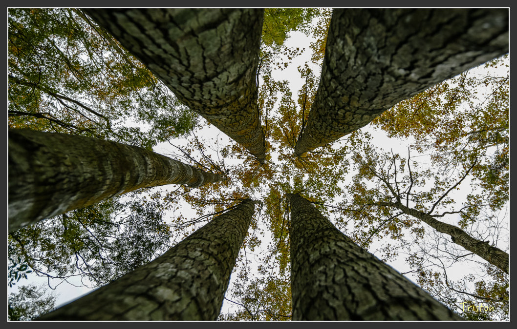 JH1A1181.jpg - 20151221 新竹秀巒賞楓