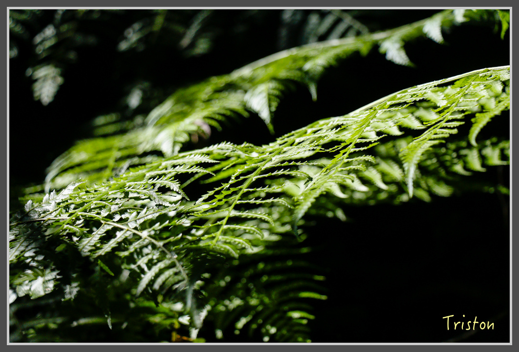 _MG_0408.jpg - 20161203 鎮西堡