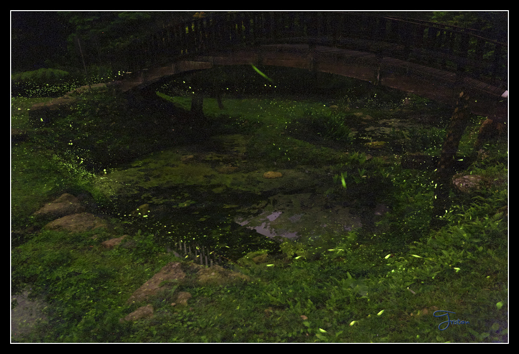 _H1A3830B.jpg - 20170425 阿里山+圓潭螢火蟲