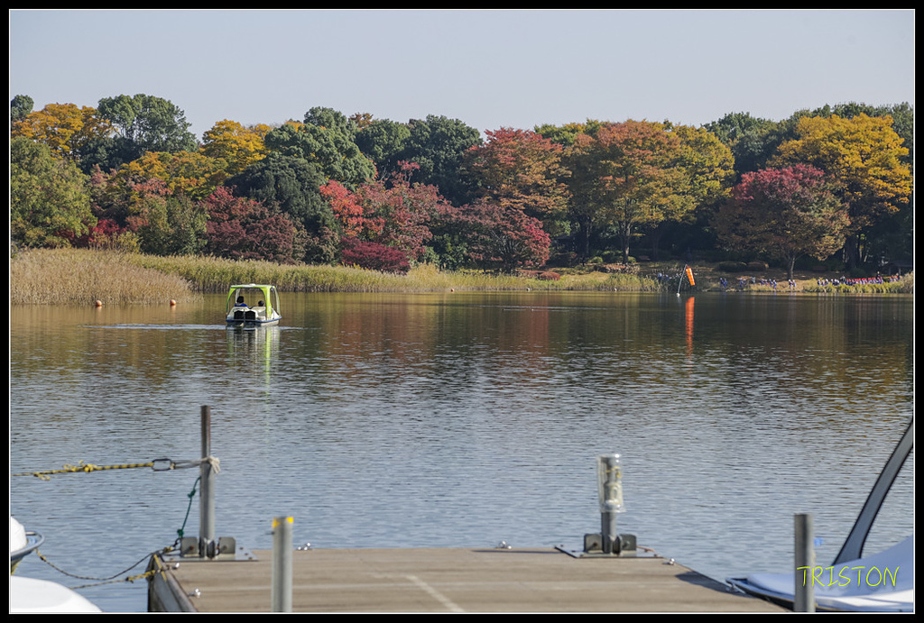 _H1A1650.jpg - 20171103 日本只見線、會津若松五色沼、昭和記念公園賞紅葉