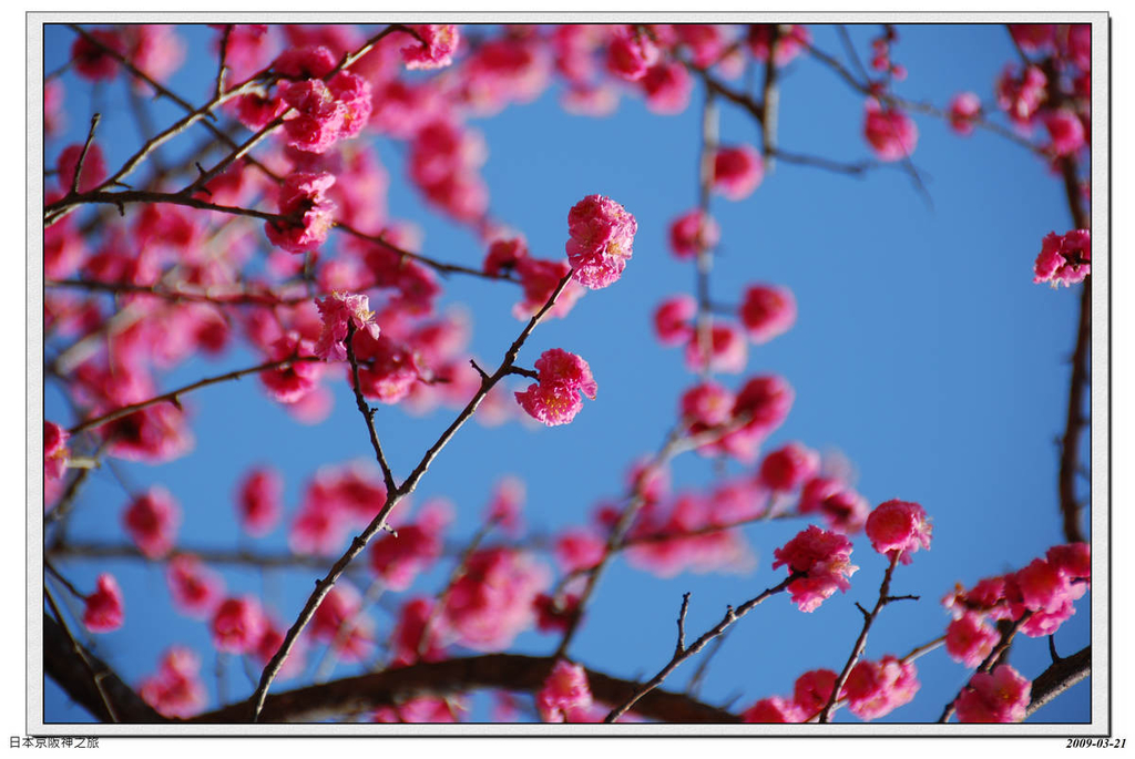 2009-03-21-10_29_08.jpg - 20090320 日本京阪神之旅