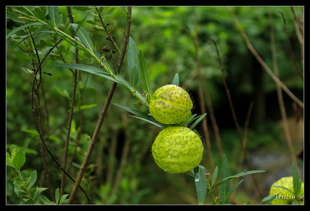 JH1A9797.jpg - 20150920 石棹,霧之道 茶之道 雲之道