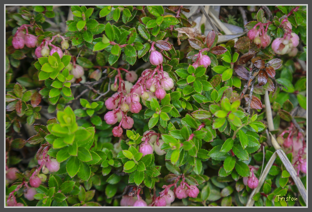 JH1A0175.jpg - 20160806 小奇萊步道、清境國小