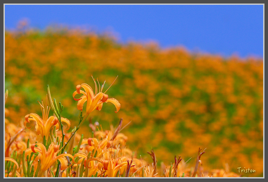 IMG-463.jpg - 20160821 中橫花東之旅