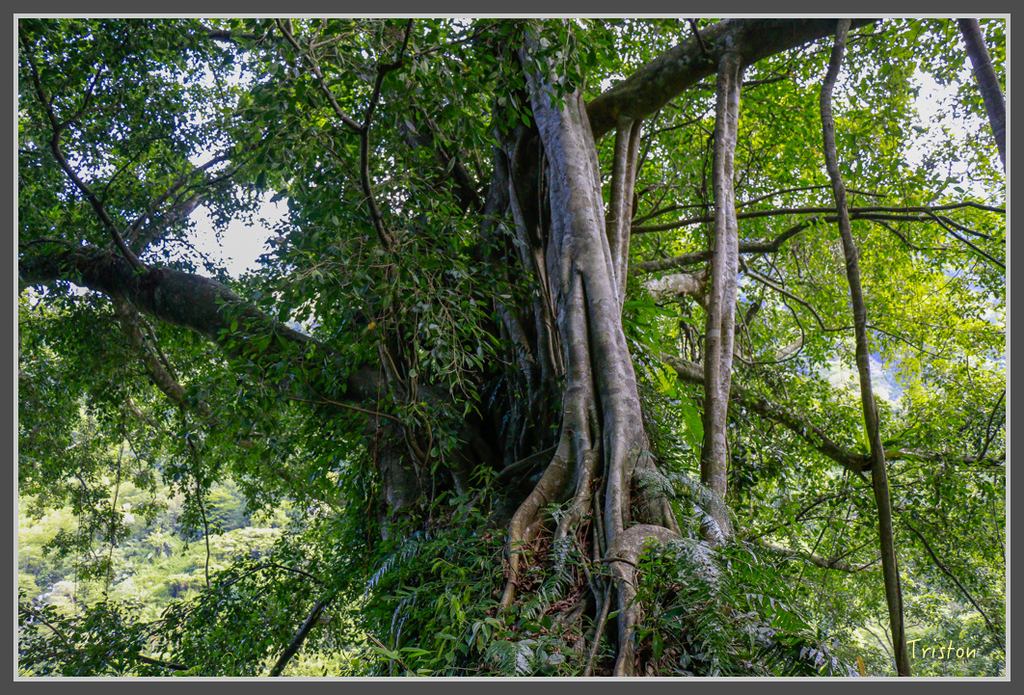 IMG-406.jpg - 20160821 中橫花東之旅