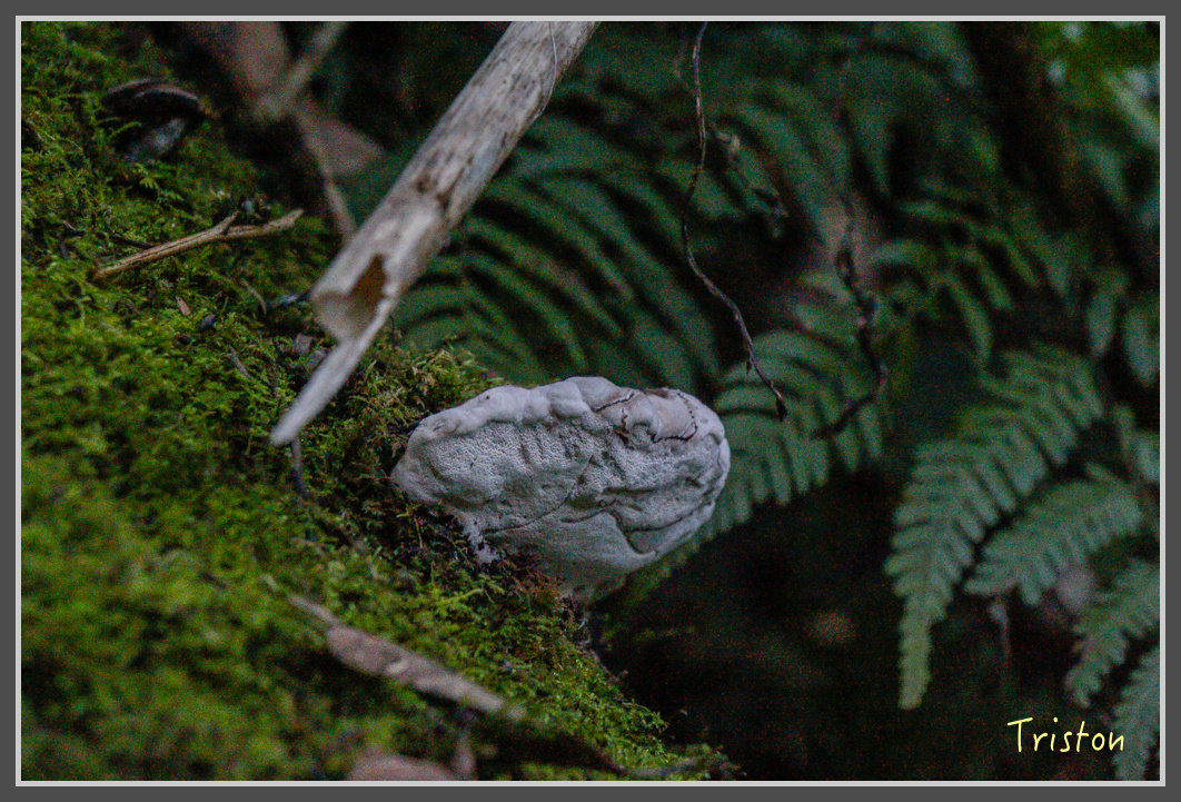 _MG_0090.jpg - 20161203 鎮西堡