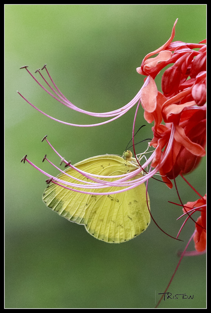 _MG_0111.jpg - 20170618 新化後山昆蟲微距