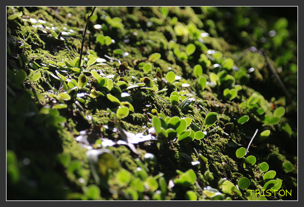 _H1A6291.jpg - 20170901 戀戀台九線