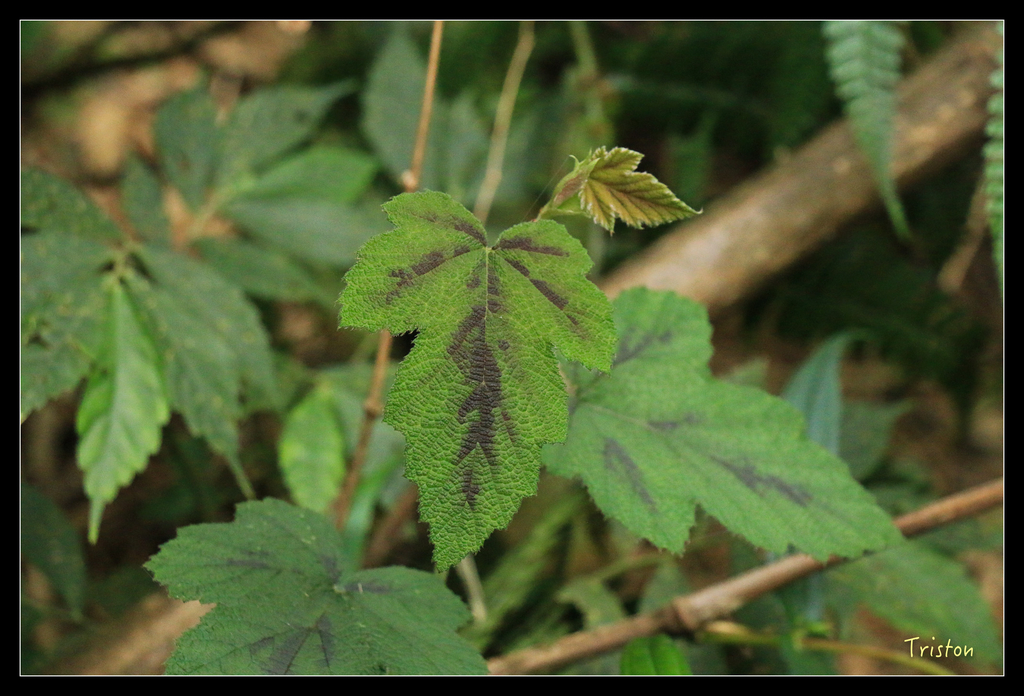 IMG_8449.jpg - 20151012 水社寮,四天王山