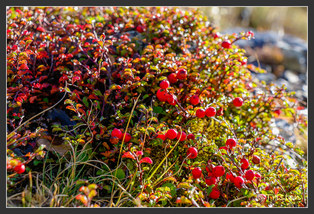 _MG_2552.jpg - 20161013 稻城亞丁