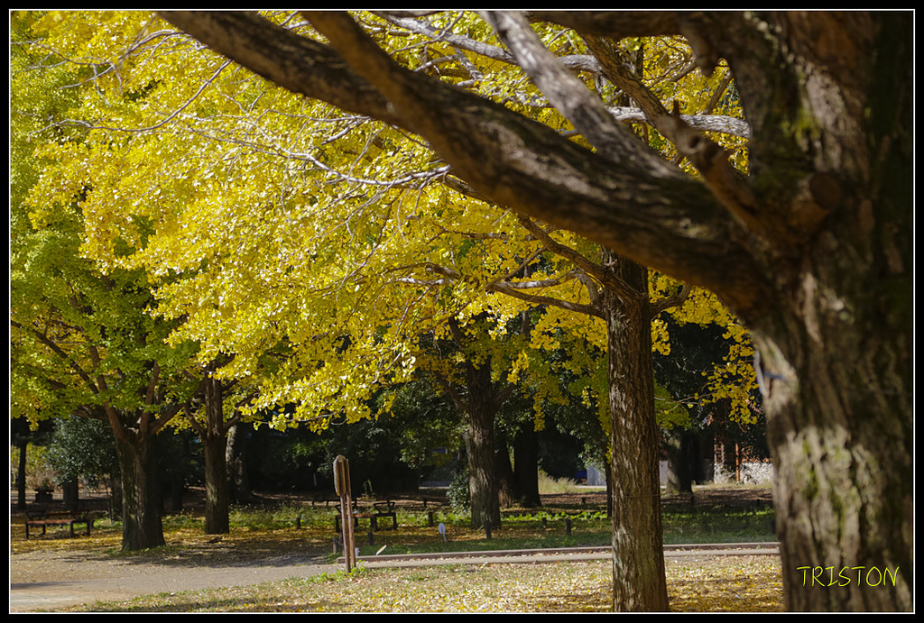 _H1A1697.jpg - 20171103 日本只見線、會津若松五色沼、昭和記念公園賞紅葉