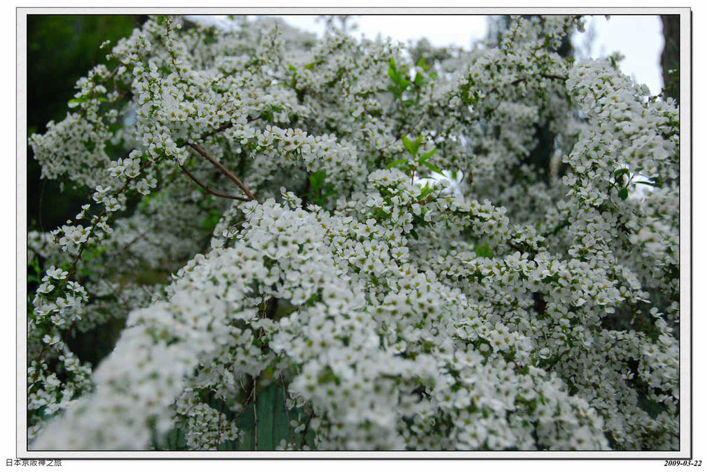 2009-03-22-11_19_20.jpg - 20090320 日本京阪神之旅