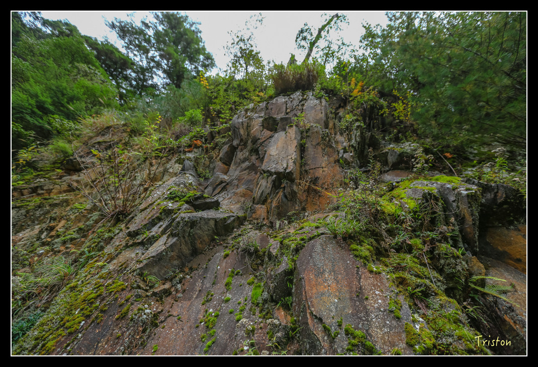 JH1A0704.jpg - 20151205 合歡溪步道、108K楓之谷