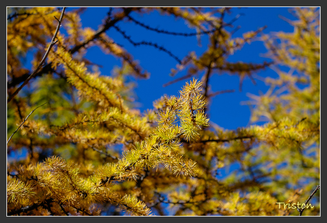 _MG_2317.jpg - 20161013 稻城亞丁